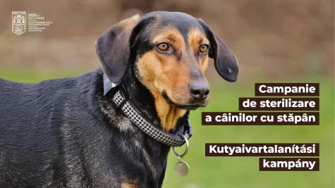 A tulajdonossal rendelkező, nem törzskönyvezett és keverék kutyák ivartalanítási kampánya folytatódik