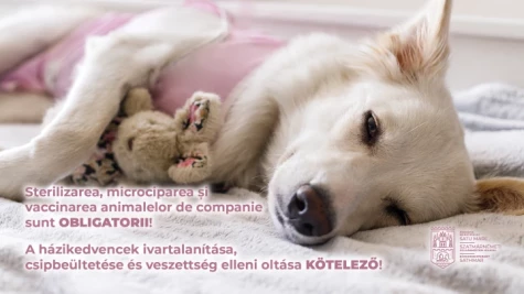 Megkezdjük a kutyák ivartalanítási kampányát