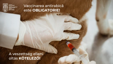 Campania de vaccinare antirabică a DSVSA continuă