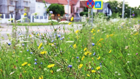 Pajiștile polenizatoare din Satu Mare oferă un spectacol vibrant de culoare